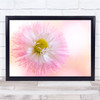 Daisybellis Flower Flora Bloom Floral Pink Close-Up Fresh Wall Art Print