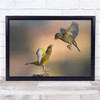 Wildlife Greenfinch Dawn Bird Fighting Yellow Action Shot Wall Art Print