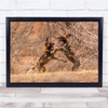 Kenya Sambru Africa animals National Park Fight Fighting Wall Art Print