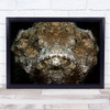 Scorpaenopsis Diabolus Scorpionfish Underwater Brown Sea Wall Art Print