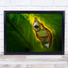 Macro Frog Leaf Eye Peek Green Light Peeking Curious Curiosity Wall Art Print