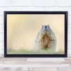 Marmot Wildlife Alpine Austria Maromata Furry Encounter animal Wall Art Print