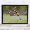 Nature Bird Animal Fish Hunt Hunting Hunter Water Splash Spray Wall Art Print