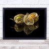 Physalis Cage Fruit Fruits Berry Berries Food Eat Dark Low-Key Wall Art Print