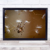 Spider Insect Web Dandelion Macro The Flies Are Finished. Only Wall Art Print