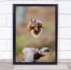 Wildlife Scotland Animal Squirrel Highlands Wild Red Squirrels Wall Art Print