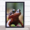 Frog Amphibian Wildlife Rain Tilburg Wall Art Print