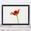 Tulip Flower Tulipan Blomst Portrait Wall Art Print
