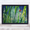 Ladybird grass droplets wings Macro Wall Art Print