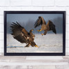 Nature Birds Fighting eagles action Wall Art Print