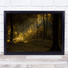 Forest Ray Trees Light Kluisbergen Wall Art Print