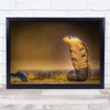 Snake Cobra Bokeh Animals Wildlife Wall Art Print