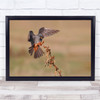 Red Foot Kestrel Israel Land bird Wall Art Print