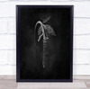Nature Plant Leaf Seed Inclined Wall Art Print