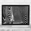 Panoramic Zebras Animal Stripes Wall Art Print