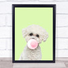 Bichon Frise Colour Dog Green Gum Wall Art Print