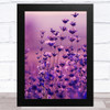 Blooming Lavender In Field Purple Home Wall Art Print