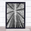 The Road Trees Trunks Perspective Ceiling Cathedral Tall High Forest Art Print