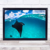 A reef manta ray in Mayotte Surface Water Wildlife Wild Nature Wall Art Print