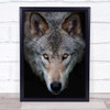 All the better to see you Timber Wolf Animal Eyes Furry Wildlife Wall Art Print