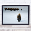 Alpha Male Bison Bisons Yellowstone Animal Animals USA United States Art Print