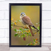 American Kestrel Animal Bird Falcon North America USA United States Art Print