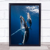 Back To The Surface Cetacea Underwater Humpback Whale Baleine Bosse Art Print