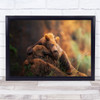 Bear Rock Grizzly Forest Cantabria Spain Cabarceno Young Wall Art Print