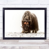 Between the fog frost Nature Musk Ox Wildlife Wall Art Print