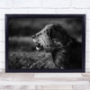 Breeze Lion Mane Wind Windy Blow Blowing Fangs Fang Wall Art Print