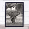 Coming Elephant Elephants Africa Wildlife Wild Nature Animal Animals Art Print