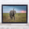 Elephant Sun Sunset Amboseli Africa Kenya Safari Savannah Wall Art Print