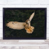 Eurasian Eagle Owl Snow Ontario Winter Canada Snowing Wall Art Print