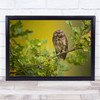 Eurasian Scops Owl Bird Wildlife Wild Animals Nature Wall Art Print