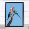 Flirting Rollers Roller Pair Couple Bird Birds Wildlife Wild Nature Art Print