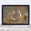 Foxes Kiss Love Romance Romantic Valentine Valentines Bokeh Fox Wall Art Print