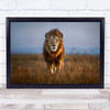 Lion Close Up Africa Safari Kenya Savannah Plains Wildlife Wild Nature Art Print