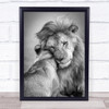 Lion Lioness Wild Love Affection Wildlife Tender Wall Art Print