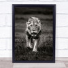 Lion patrolling Africa Masai Mara Lions Kenya Feline Savannah Wall Art Print