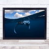 Little Manta Ray Underwater Wildlife Sea Ocean Travel Wall Art Print