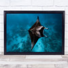 Manta Fly Ray Underwater Mayotte Wildlife Ocean Sea Fish Reef Lagoon Art Print