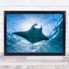 Manta Ray Underwater Lagoon Dive Sea Ocean Alfredi Scuba Wall Art Print