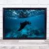 Manta Ray Underwater Lagoon Dive Sea Ocean Alfredi Wall Art Print