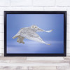 See Me Owl Owls Snowy Wing Wings Winter Wall Art Print