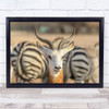 With Zebra Horns Antelope Nature Wildlife Stripes Wall Art Print