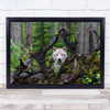 Wolf Nature Animal Wildlife Tree Forest Woods Look Wall Art Print