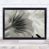 Calendula Flower White Tender Tenderness Flowers Wall Art Print