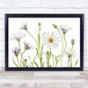 Cape Daisies Osteospermum Daisy Summer Flower Garden Plant Beauty Wall Art Print