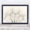 No Title Downy Tuft Dandelion Flower Flowers Wall Art Print