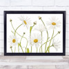 Ox Eye Daisies Daisy Summer Flower L White Green Nature Beauty Wall Art Print